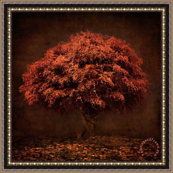 Collection 5 The Tree that knew me Framed Print