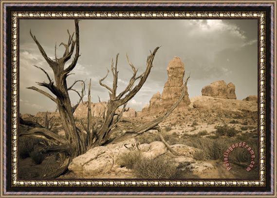 Collection 6 Arches Desert Tree Framed Print