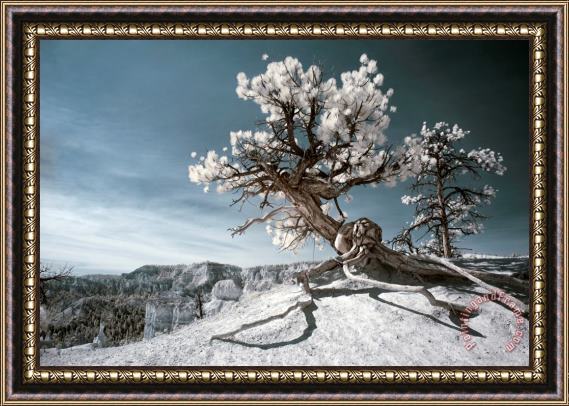 Collection 6 Bryce Canyon Infrared Tree Framed Print