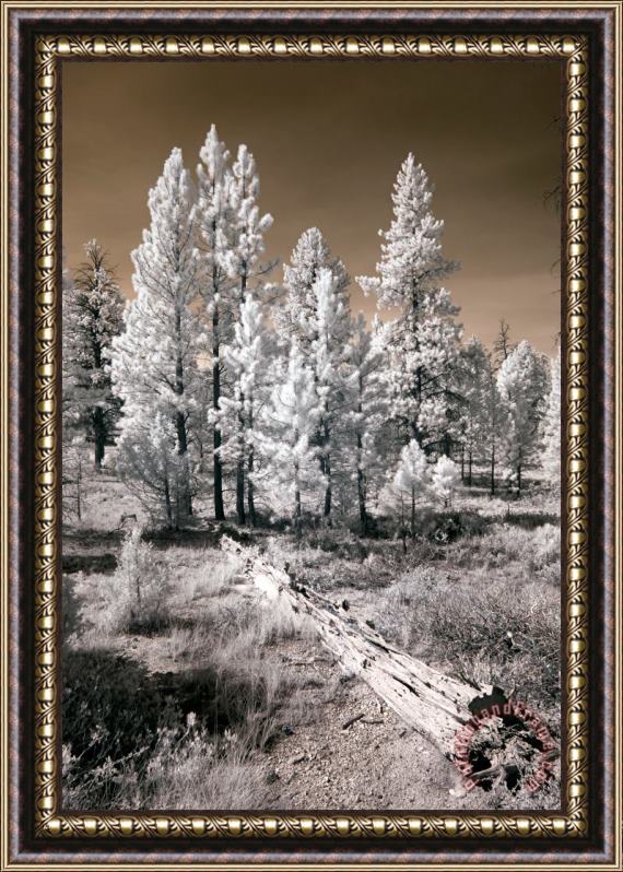 Collection 6 Bryce Canyon Infrared Trees Framed Print