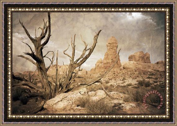 Collection 6 Desert Tree Framed Print