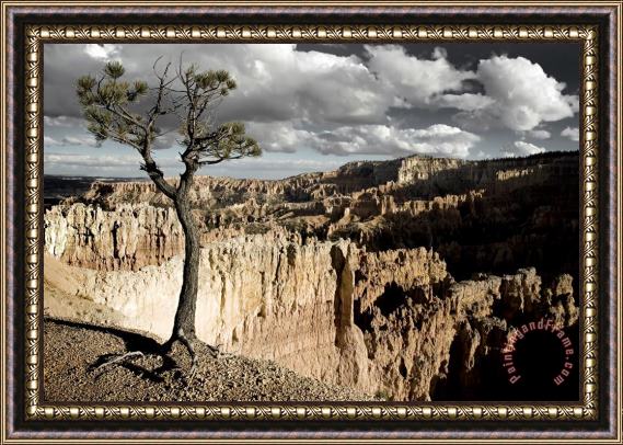 Collection 6 Lone Tree Canyon Framed Painting