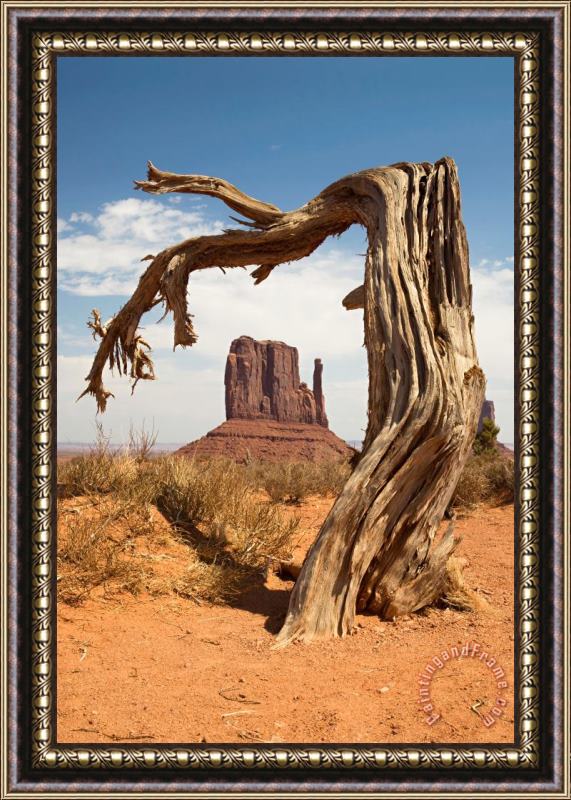 Collection 6 Monument Valley Desert Tree Framed Painting