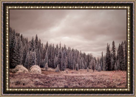 Collection 6 Sequoia Framed Print