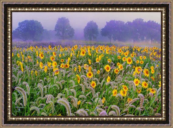 Collection 8 Morning mist Framed Painting