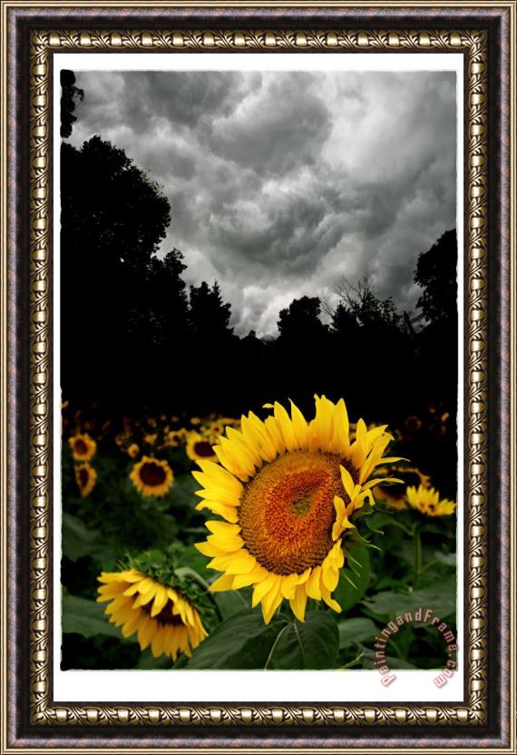 Collection 8 Storm brewing Framed Print