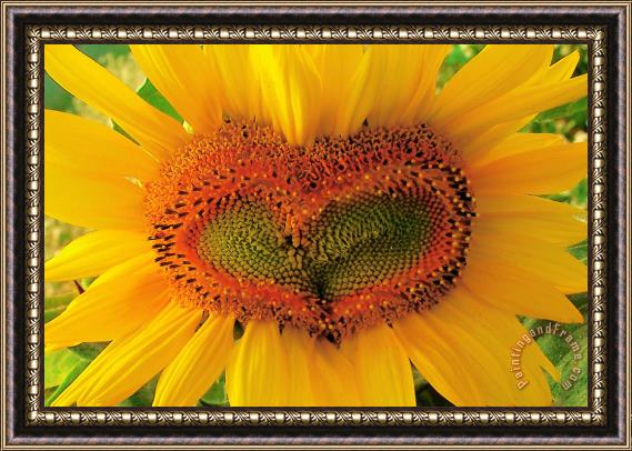 Collection 8 Wild heart Framed Print
