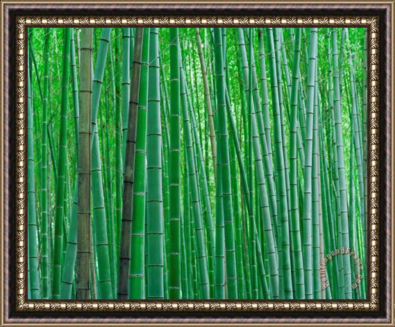 Collection Bright Green Bamboo Forest in Kyoto Japan Framed Painting