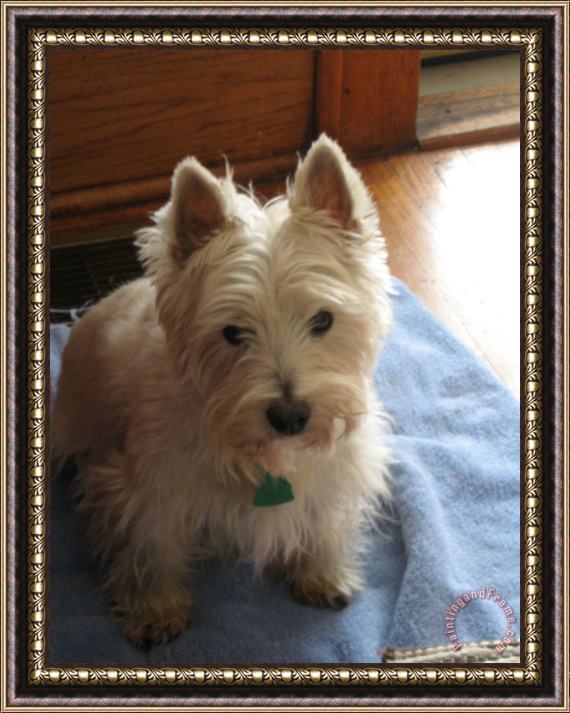 Collection Pet Img 0599 Framed Painting