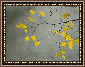 Olive Trees And Poppies Framed Paintings - Yellow Autumnal Birch Betula Tree Limbs Against Gray Stucco Wall by Collection