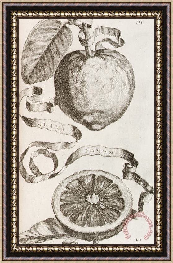 Cornelis Bloemaert Adam's Apple Framed Print