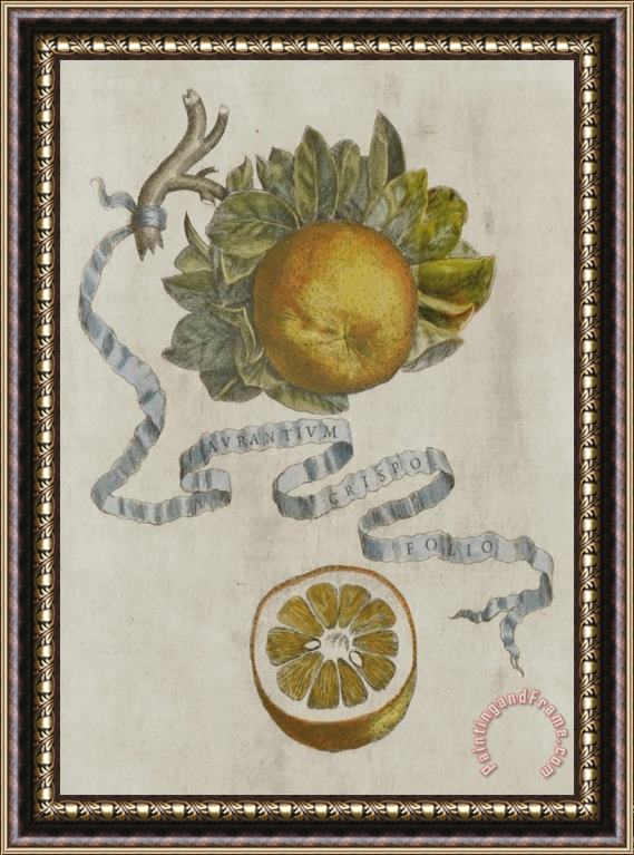Cornelis Bloemaert Curled Leaf Orange Framed Painting