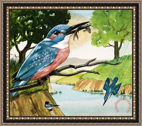 D A Forrest The Kingfisher Framed Painting