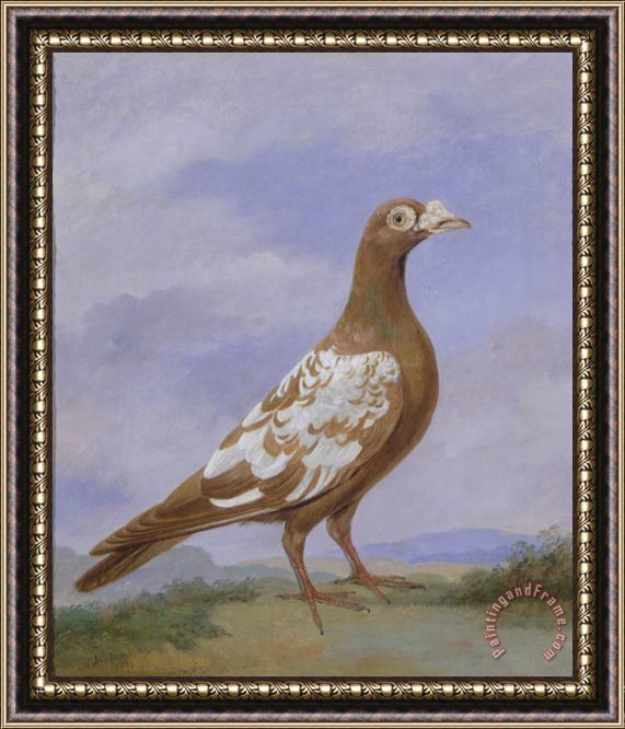 D the younger Wolstenholme Red Pied Carrier Pigeon Framed Print