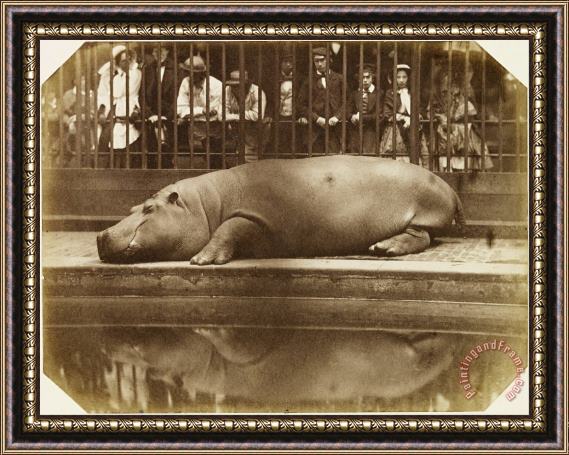 Don Juan, Comte De Montizon Obaysch, The Hippopotamus, London Zoo Framed Painting