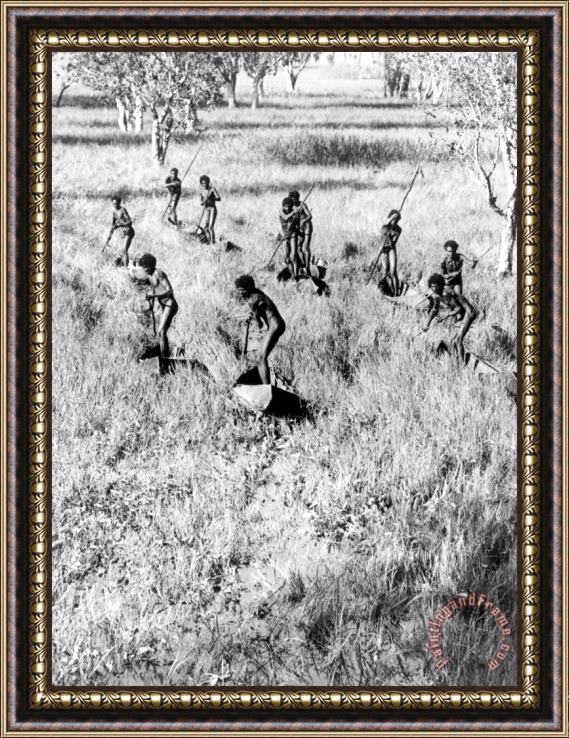 Donald F Thomson The Goose Hunters of The Arafura Swamp, Central Arnhem Land, Australia, May 1937 Framed Painting