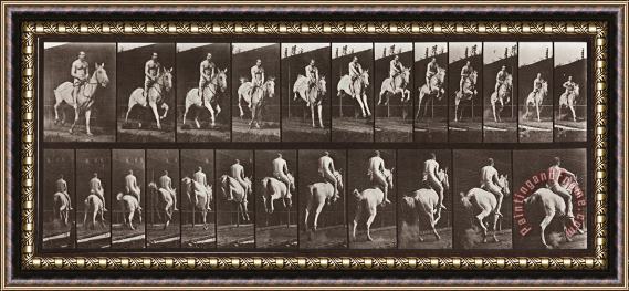 Eadweard J. Muybridge Animal Locomotion, Plate 646 Framed Painting