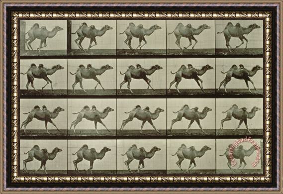 Eadweard Muybridge Camel Framed Print