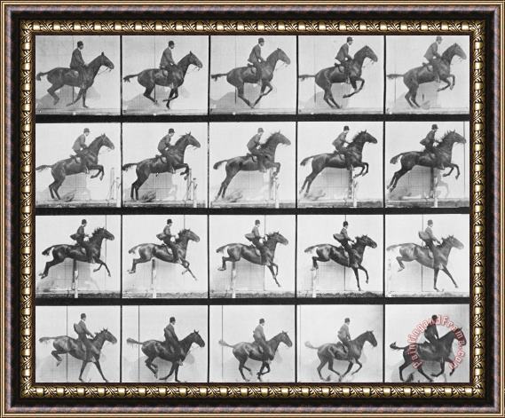 Eadweard Muybridge Man And Horse Jumping A Fence Framed Print