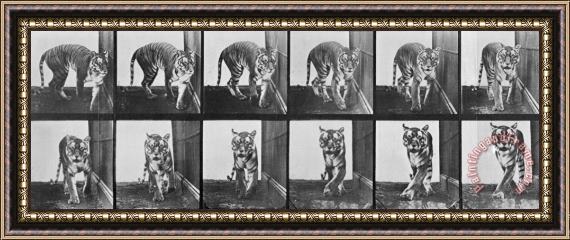 Eadweard Muybridge Tiger Pacing Framed Painting