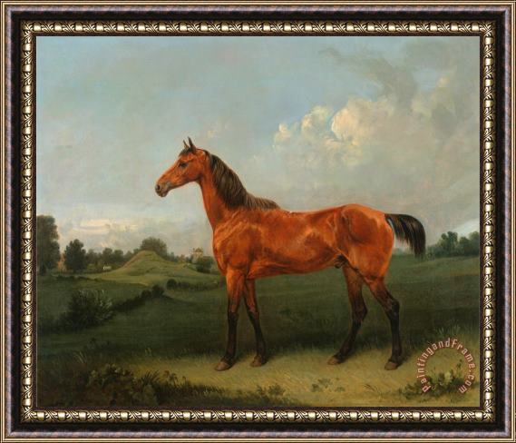 Edmund Bristow A Bay Horse in a Field Framed Painting