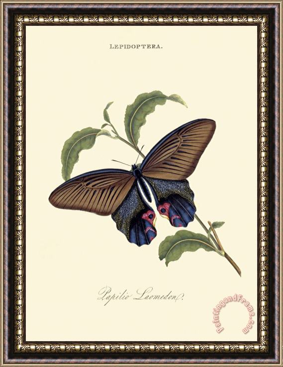 Edward Donovan Papilio Laomedon Framed Painting