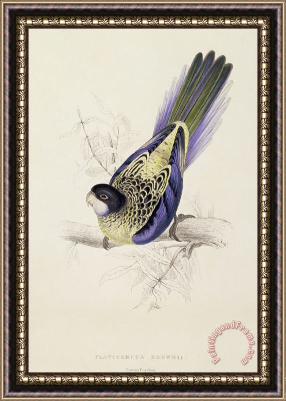 Edward Lear Browns Parakeet Framed Print
