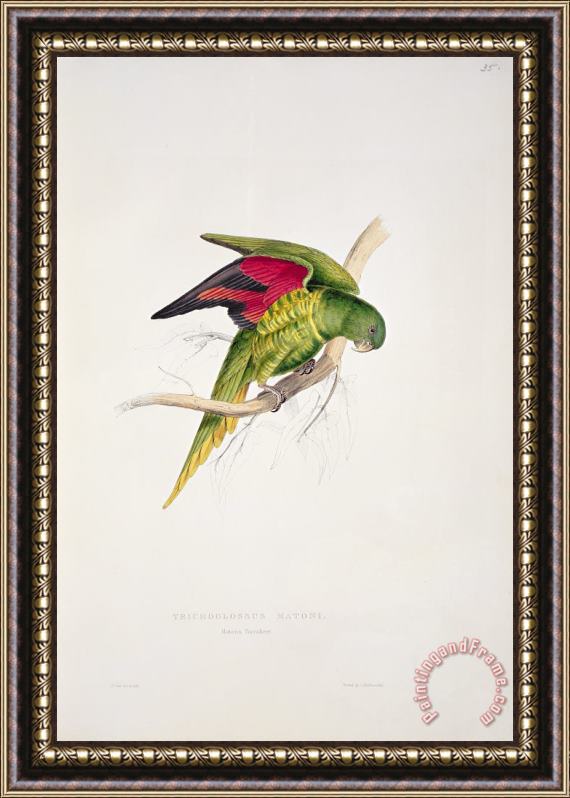 Edward Lear Matons Parakeet Framed Print