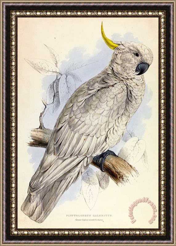 Edward Lear Plyctolophus Galeritus. Greater Sulphur Crested Cockatoo. Framed Painting