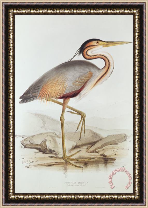 Edward Lear Purple Heron Framed Painting
