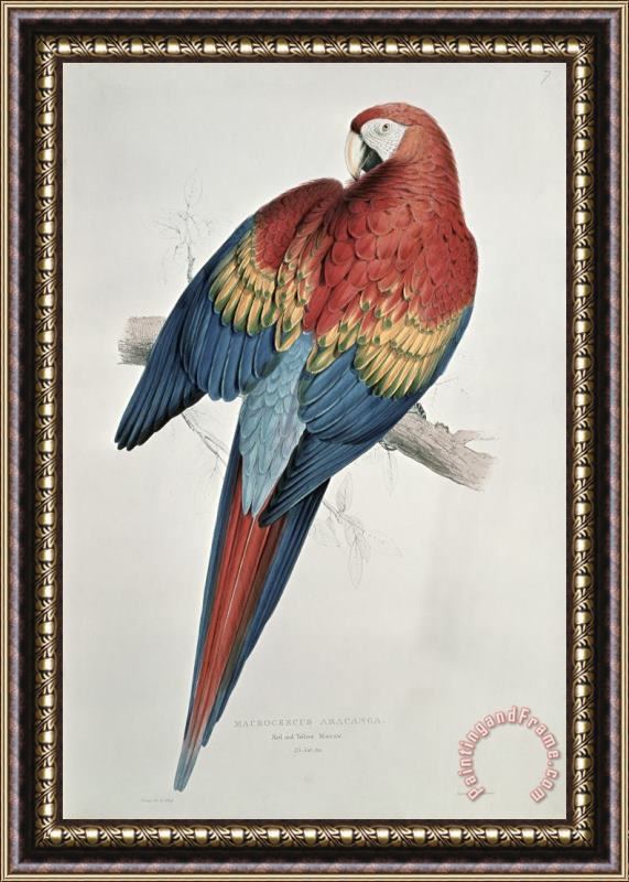 Edward Lear Red and Yellow Macaw Framed Painting