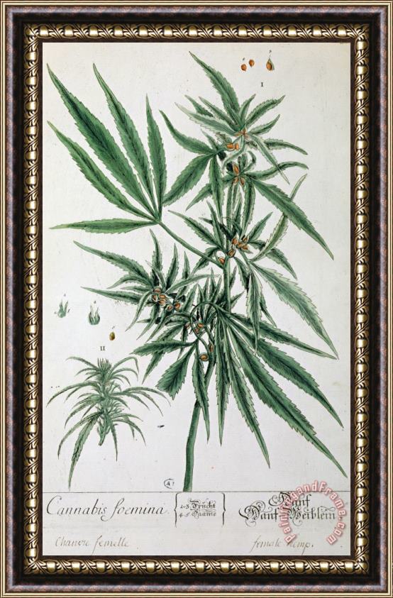 Elizabeth Blackwell Cannabis Framed Print