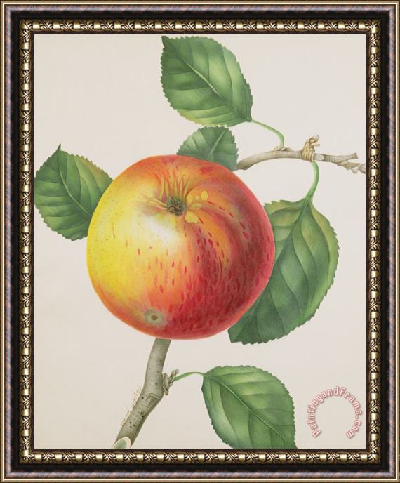 Elizabeth Jane Hill An Apple Framed Print
