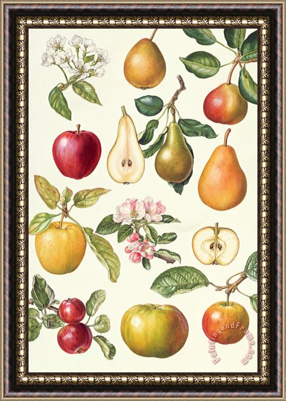 Elizabeth Rice Apples and Pears Framed Painting