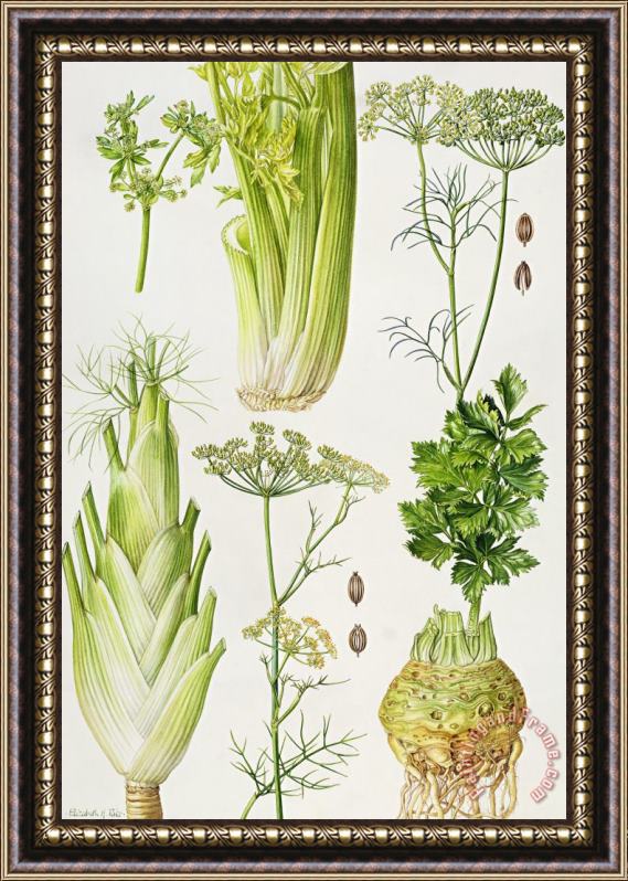 Elizabeth Rice Celery - Fennel - Dill and Celeriac Framed Painting