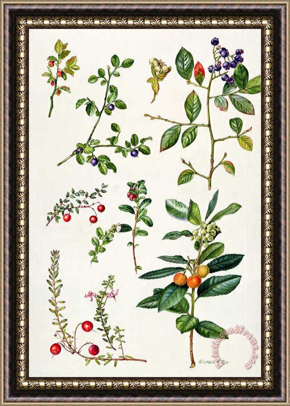Elizabeth Rice Cranberry and other berries Framed Painting