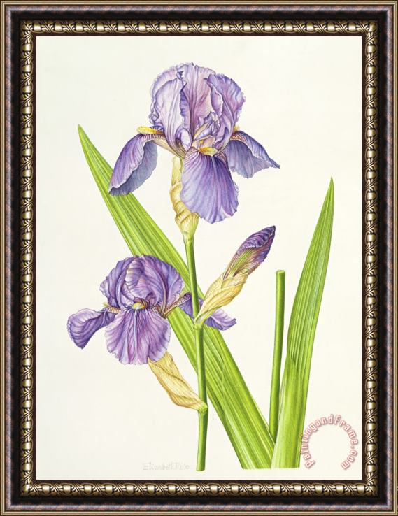 Elizabeth Rice Iris Framed Print