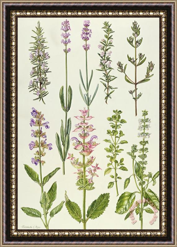 Elizabeth Rice Rosemary and other herbs Framed Print