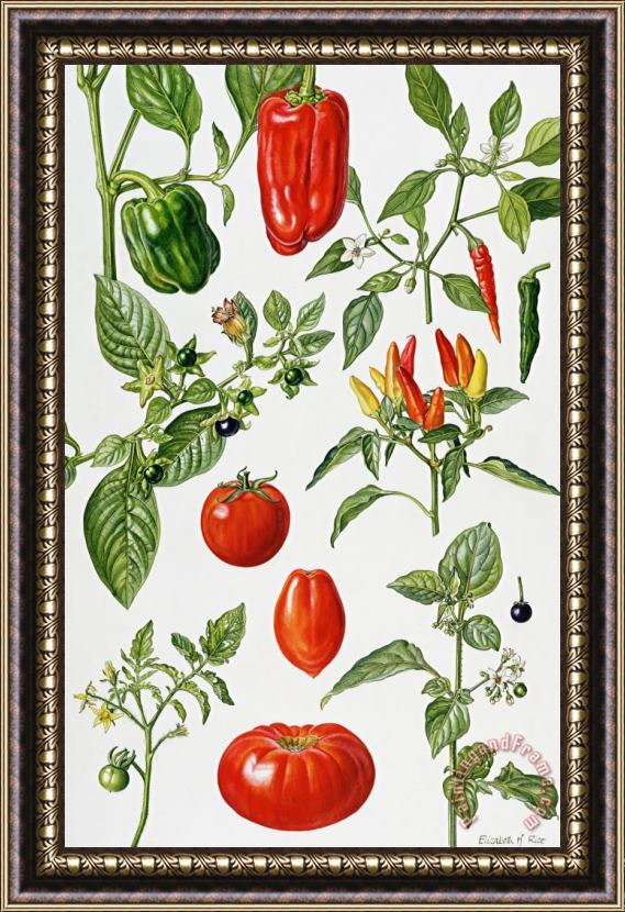 Elizabeth Rice Tomatoes and related vegetables Framed Painting