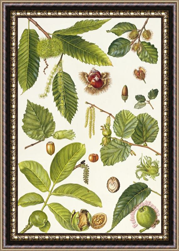 Elizabeth Rice Walnut and other nut-bearing trees Framed Print
