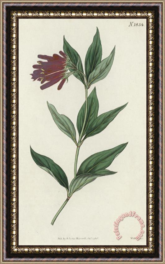 English School Botanical Engraving Framed Painting