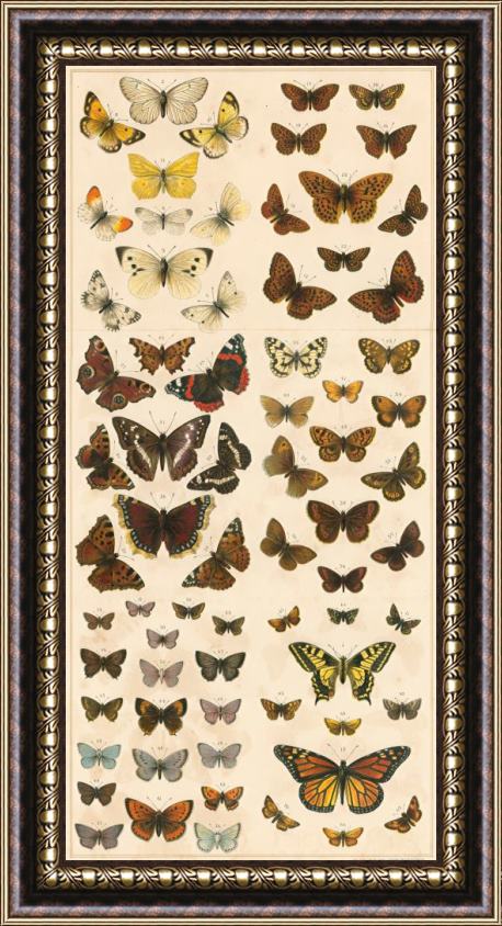 English School British Butterflies Framed Painting