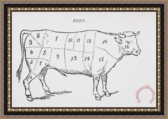 English School Drawing Of A Bullock Marked To Show Eighteen Different Cuts Of Meat Framed Print