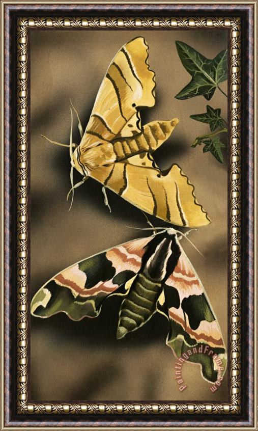 English School Moths Framed Painting