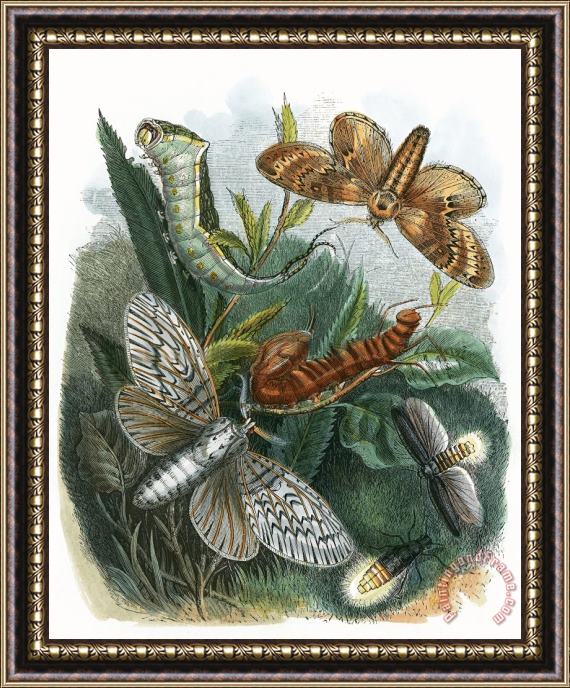 English School The Butterfly Vivarium Framed Print