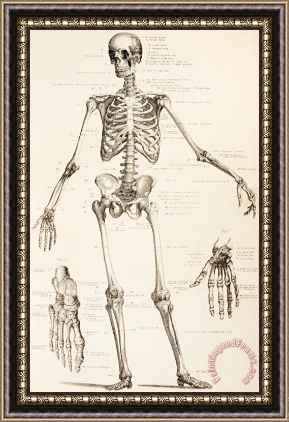 English School The Human Skeleton Framed Painting
