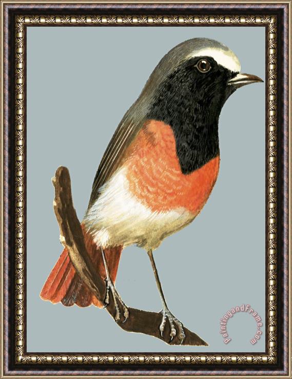 English School Unidentified bird Framed Print