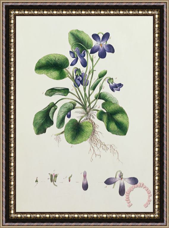 English School Violets Framed Painting