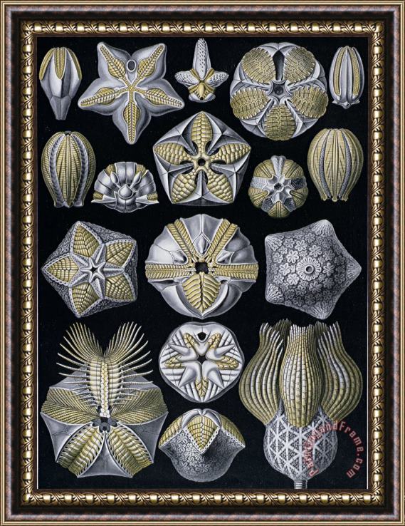 Ernst Haeckel Artforms of Nature Framed Print