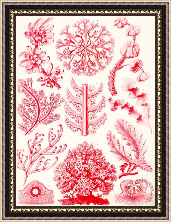 Ernst Haeckel Examples Of Florideae From Kunstformen Der Natur Framed Print